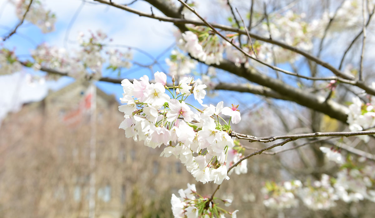 Cherry blossoms in front of campus building